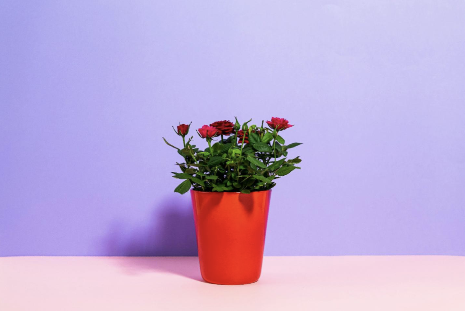 Roses In Front of a Purple Wall