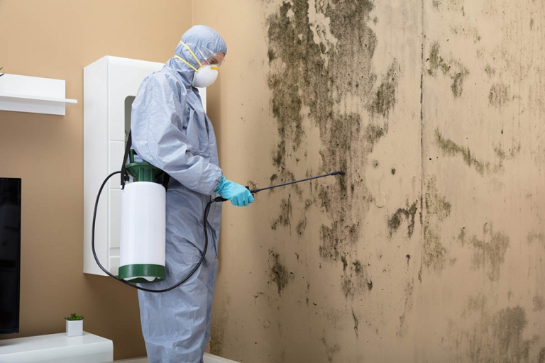 How to Become a Mold Remediation Expert