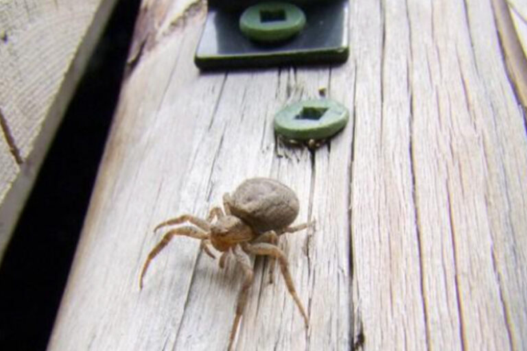 how-to-keep-insects-out-your-shed